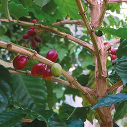 Татьяна Дорошенко - Целебные растения