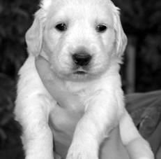 Марина Куропаткина - Ретриверы