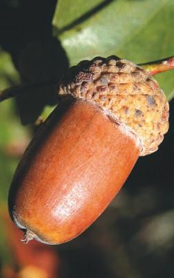 Виктор Зайцев - 33 предмета, которые принесут в дом деньги, здоровье, лад в...