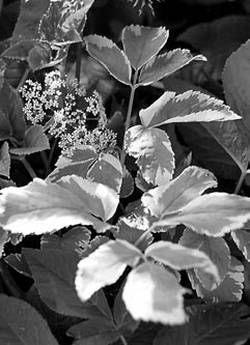 Александр Хаиль - Райский сад на дачном участке. Самые красивые растения,...