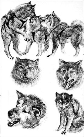 Наоми Уэмура - Один на один с Севером