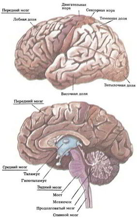 Флойд Блум, Арлайн Лейзерсон и др. - Мозг, разум и поведение