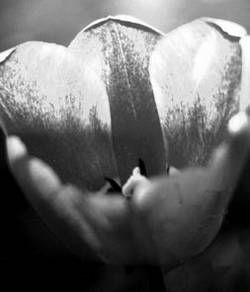 Александр Хаиль - Райский сад на дачном участке. Самые красивые растения,...