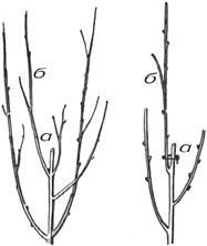 Алексей Кушлак - Формирование и обрезка плодового сада