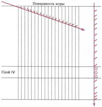 Флойд Блум, Арлайн Лейзерсон и др. - Мозг, разум и поведение