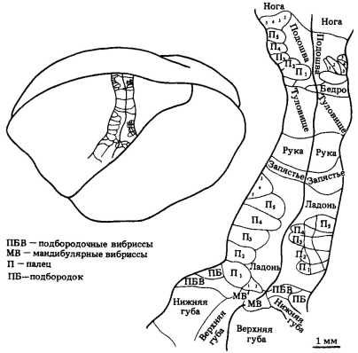 Флойд Блум, Арлайн Лейзерсон и др. - Мозг, разум и поведение