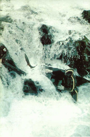 Жак-Ив Кусто, И. Паккале - Лососи, бобры, каланы