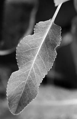 Александр Хаиль - Райский сад на дачном участке. Самые красивые растения,...