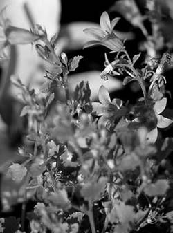 Александр Хаиль - Райский сад на дачном участке. Самые красивые растения,...