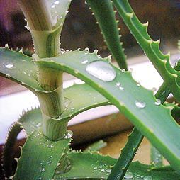 Татьяна Дорошенко - Целебные растения