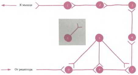 Флойд Блум, Арлайн Лейзерсон и др. - Мозг, разум и поведение