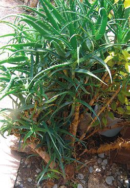 Татьяна Дорошенко - Целебные растения