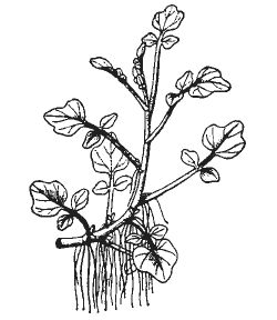 Александр Хаиль - Райский сад на дачном участке. Самые красивые растения,...