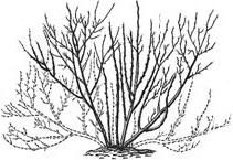 Формирование и обрезка плодового сада