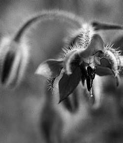 Александр Хаиль - Райский сад на дачном участке. Самые красивые растения,...