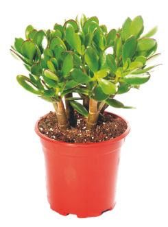 Виктор Зайцев - 33 предмета, которые принесут в дом деньги, здоровье, лад в...