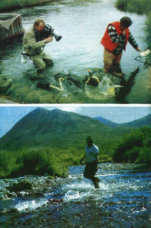 Жак-Ив Кусто, И. Паккале - Лососи, бобры, каланы