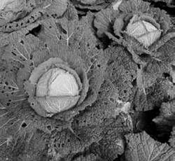 Александр Хаиль - Райский сад на дачном участке. Самые красивые растения,...