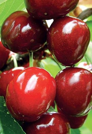 Алексей Кушлак - Формирование и обрезка плодового сада