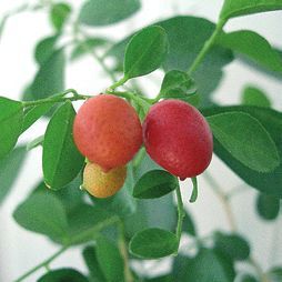 Татьяна Дорошенко - Целебные растения