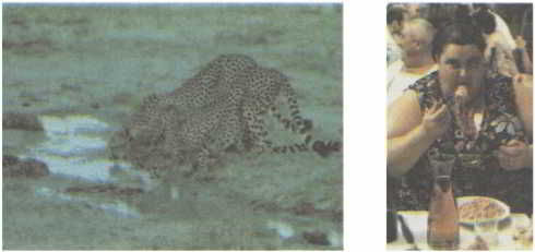 Флойд Блум, Арлайн Лейзерсон и др. - Мозг, разум и поведение