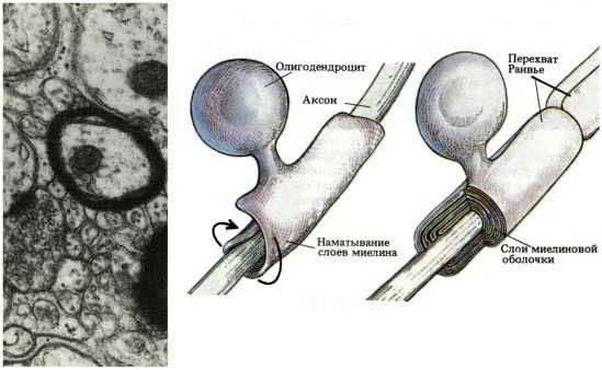 Флойд Блум, Арлайн Лейзерсон и др. - Мозг, разум и поведение
