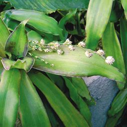 Татьяна Дорошенко - Целебные растения