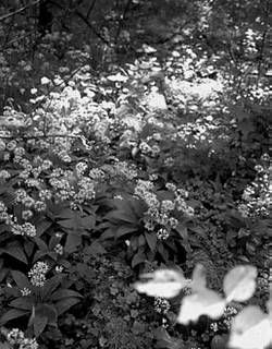 Александр Хаиль - Райский сад на дачном участке. Самые красивые растения,...