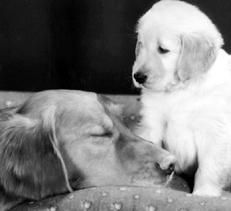 Марина Куропаткина - Ретриверы