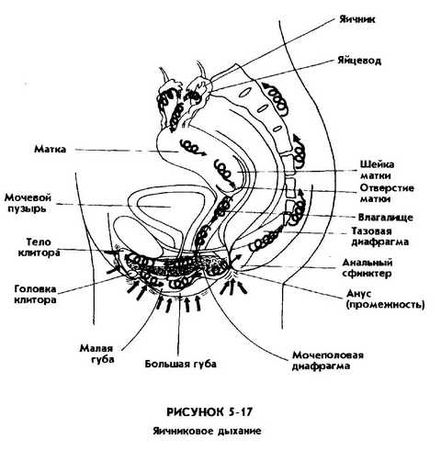 Мантэк Чиа, Мэниван Чиа - Совершенствование женской сексуальной энергии