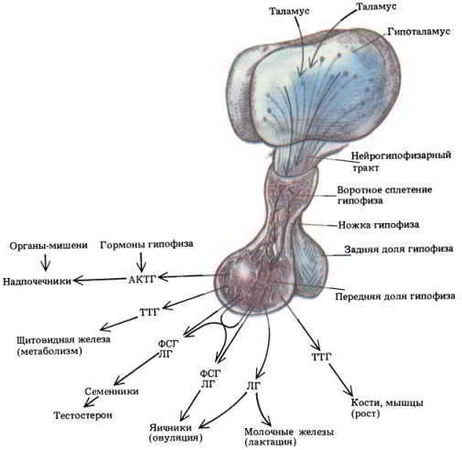 Флойд Блум, Арлайн Лейзерсон и др. - Мозг, разум и поведение