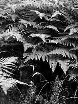 Александр Хаиль - Райский сад на дачном участке. Самые красивые растения,...