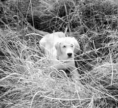 Марина Куропаткина - Ретриверы