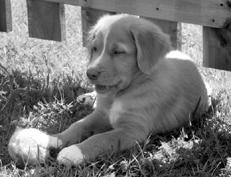 Марина Куропаткина - Ретриверы