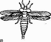 Следы невиданных зверей