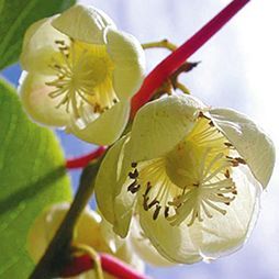 Татьяна Дорошенко - Целебные растения