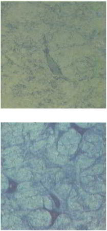 Флойд Блум, Арлайн Лейзерсон и др. - Мозг, разум и поведение