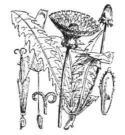 Александр Хаиль - Райский сад на дачном участке. Самые красивые растения,...