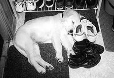 Марина Куропаткина - Ретриверы