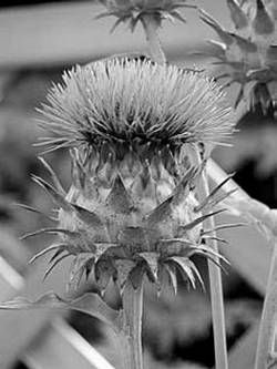 Александр Хаиль - Райский сад на дачном участке. Самые красивые растения,...