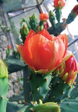 Татьяна Дорошенко - Целебные растения