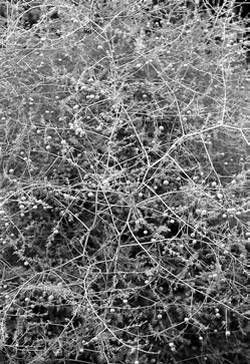 Александр Хаиль - Райский сад на дачном участке. Самые красивые растения,...