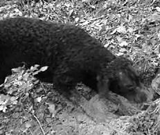 Марина Куропаткина - Ретриверы