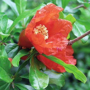 Татьяна Дорошенко - Целебные растения