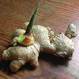 Татьяна Дорошенко - Целебные растения