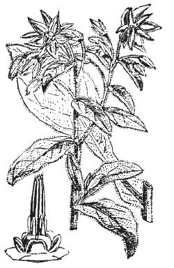 Александр Хаиль - Райский сад на дачном участке. Самые красивые растения,...