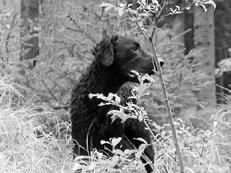 Марина Куропаткина - Ретриверы