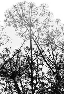 Александр Хаиль - Райский сад на дачном участке. Самые красивые растения,...