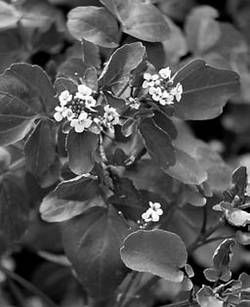 Александр Хаиль - Райский сад на дачном участке. Самые красивые растения,...