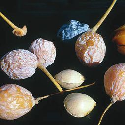 Татьяна Дорошенко - Целебные растения